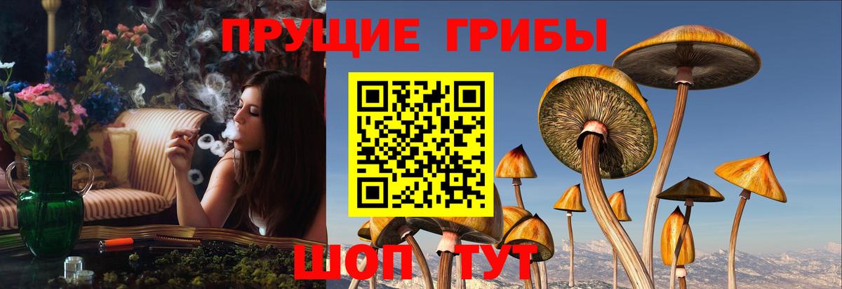 Галлюциногенные грибы Psilocybine cubensis Киров